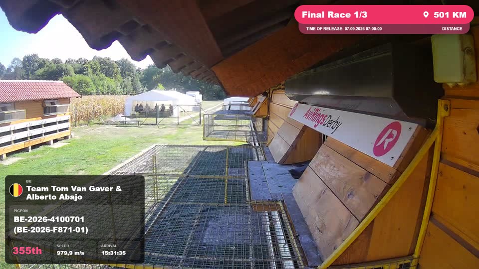 Pigeon Arrival Image For Race Final Race 1/3