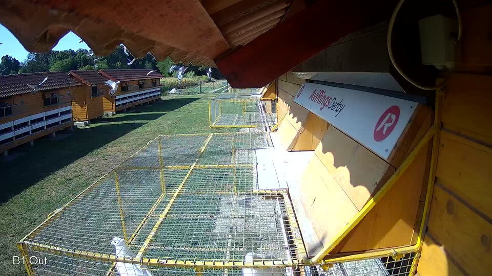 Pigeon Arrival Image For Race Race 2