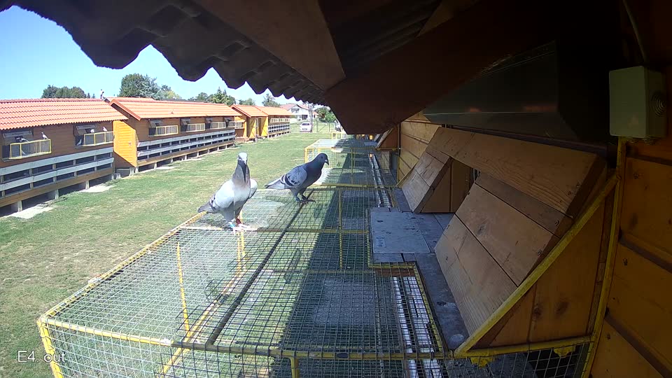 Pigeon Arrival Image For Race Race 5