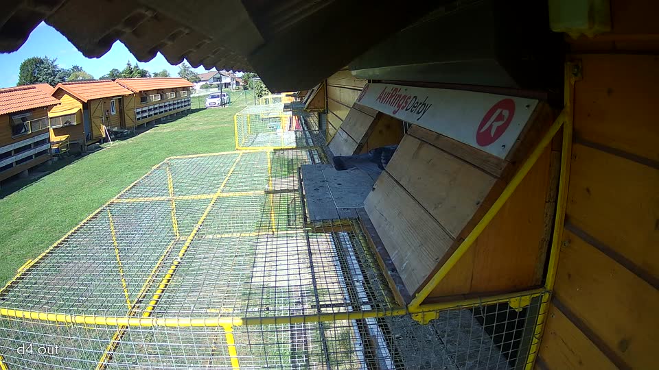 Pigeon Arrival Image For Race Final Race 2/3