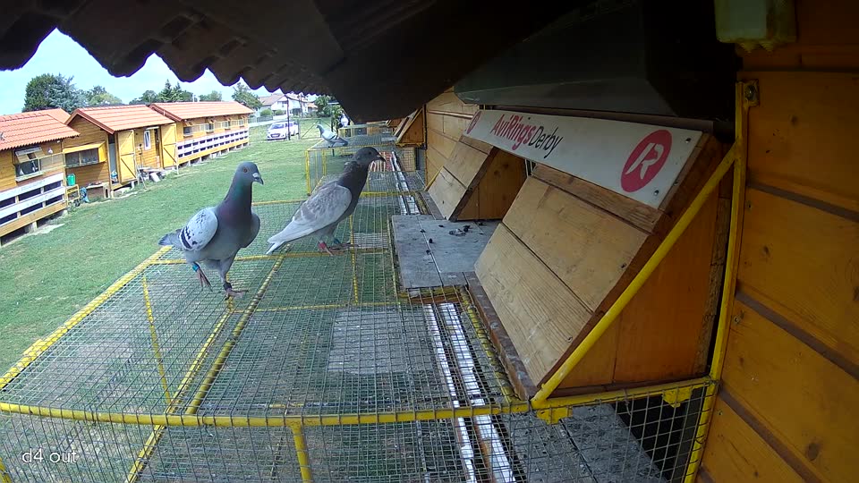 Pigeon Arrival Image For Race Race 4