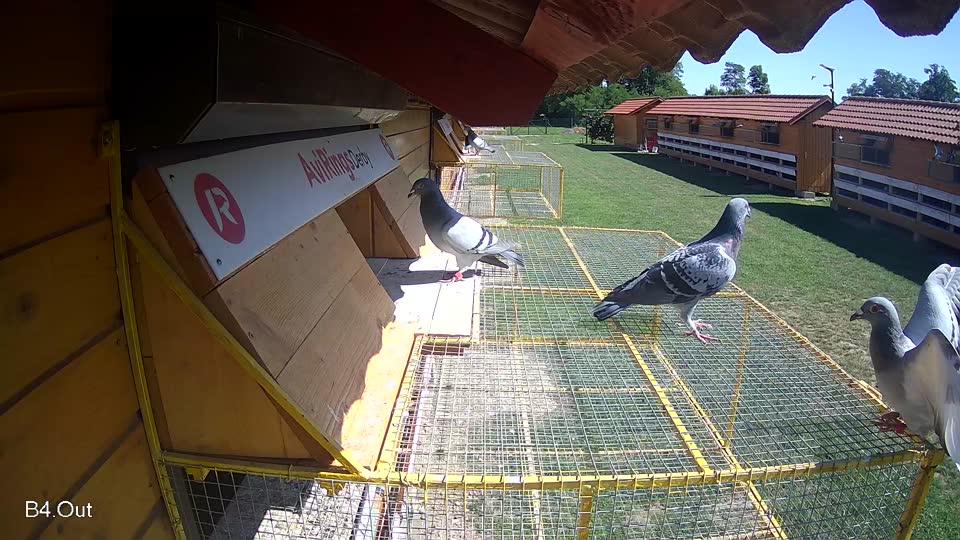 Pigeon Arrival Image For Race Race 2