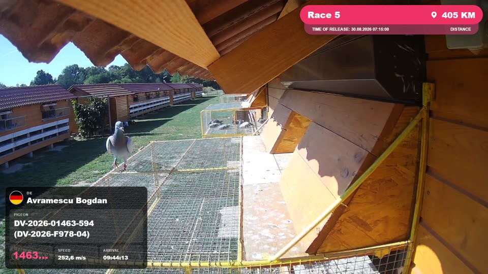 Pigeon Arrival Image For Race Race 5