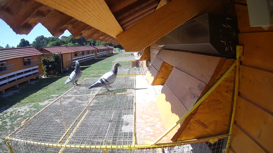 Pigeon Arrival Image For Race Race 3