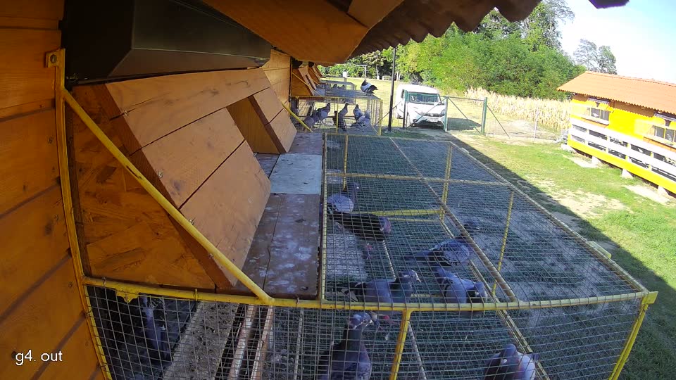 Pigeon Arrival Image For Race Race 2