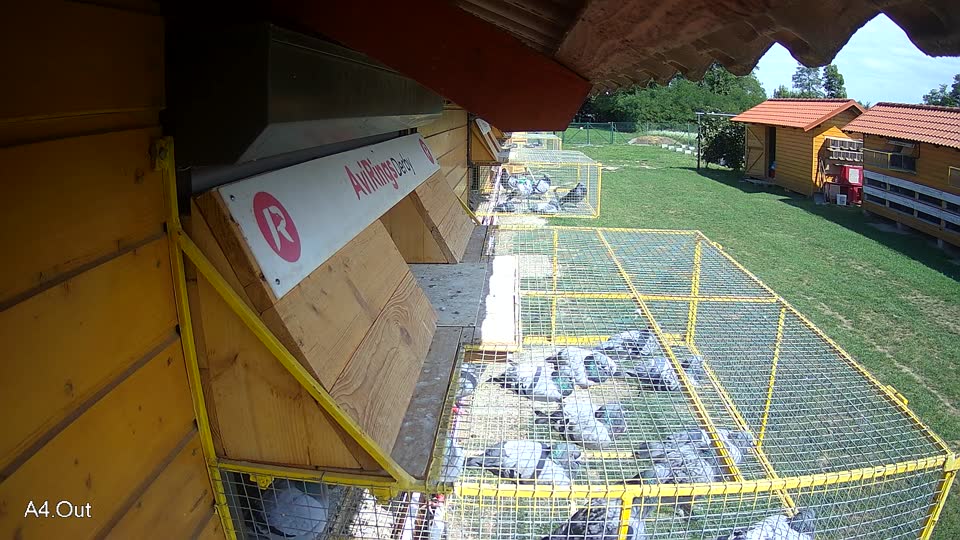 Pigeon Arrival Image For Race Race 6