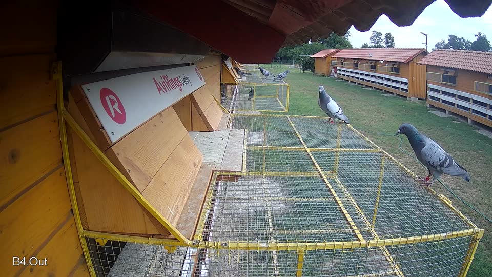 Pigeon Arrival Image For Race Race 3