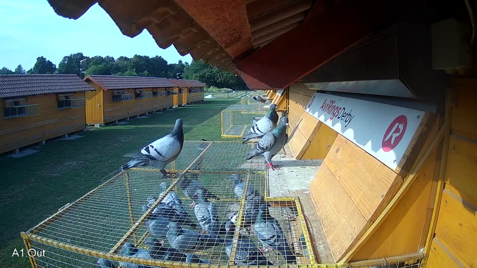 Pigeon Arrival Image For Race Race 4