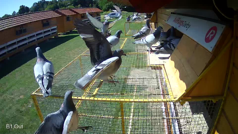 Pigeon Arrival Image For Race Race 2