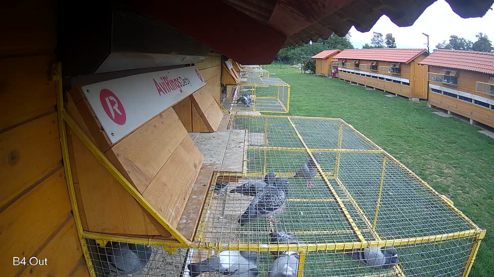 Pigeon Arrival Image For Race Final race 1
