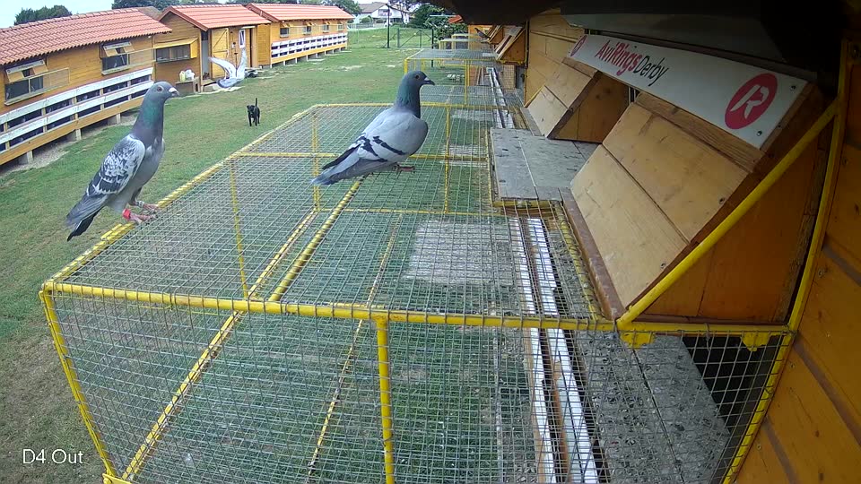Pigeon Arrival Image For Race Race 3