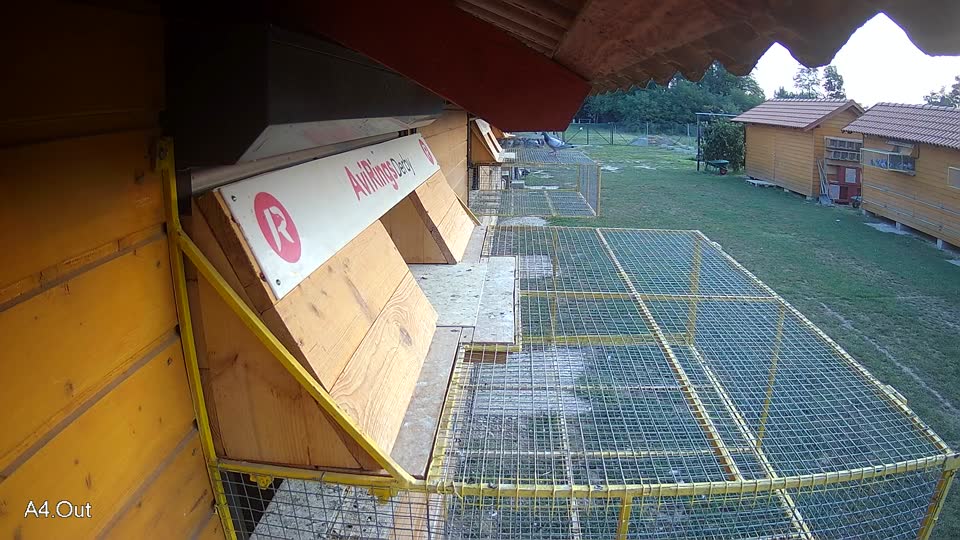 Pigeon Arrival Image For Race Race 4