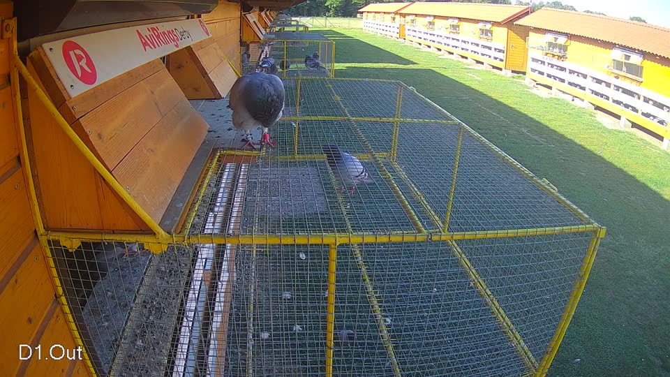 Pigeon Arrival Image For Race Race 5