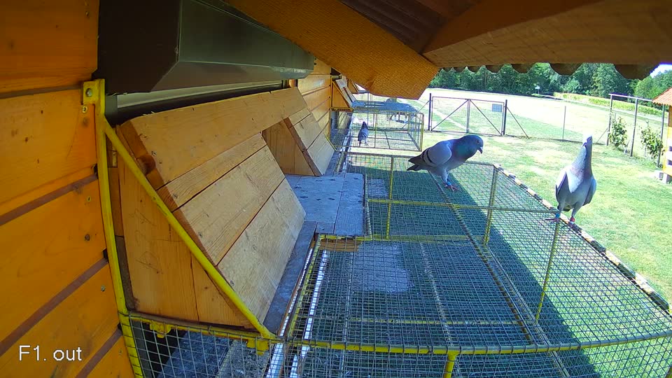 Pigeon Arrival Image For Race Race 3