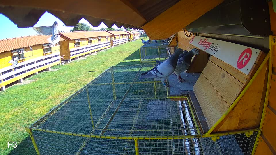 Pigeon Arrival Image For Race Race 2