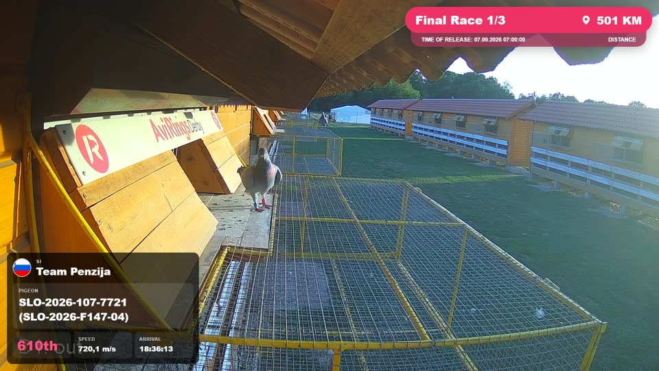 Pigeon Arrival Image For Race Final Race 1/3