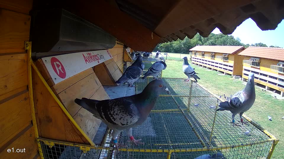 Pigeon Arrival Image For Race Race 2