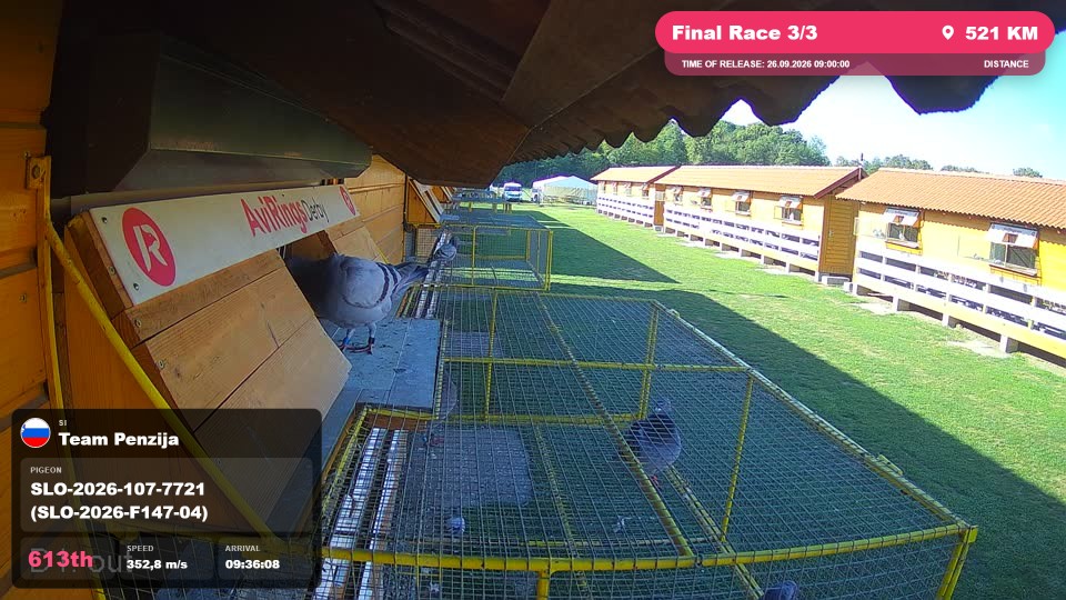 Pigeon Arrival Image For Race Final Race 3/3