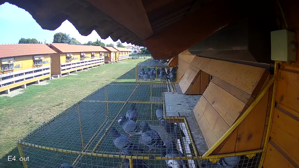 Pigeon Arrival Image For Race Race 1