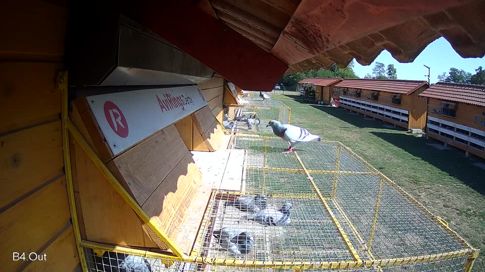 Pigeon Arrival Image For Race Race 5