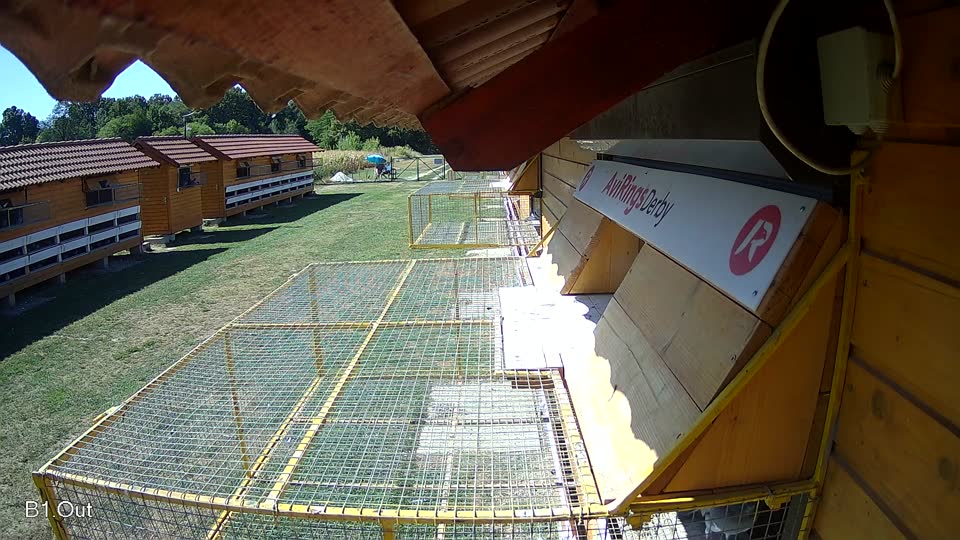 Pigeon Arrival Image For Race Race 3