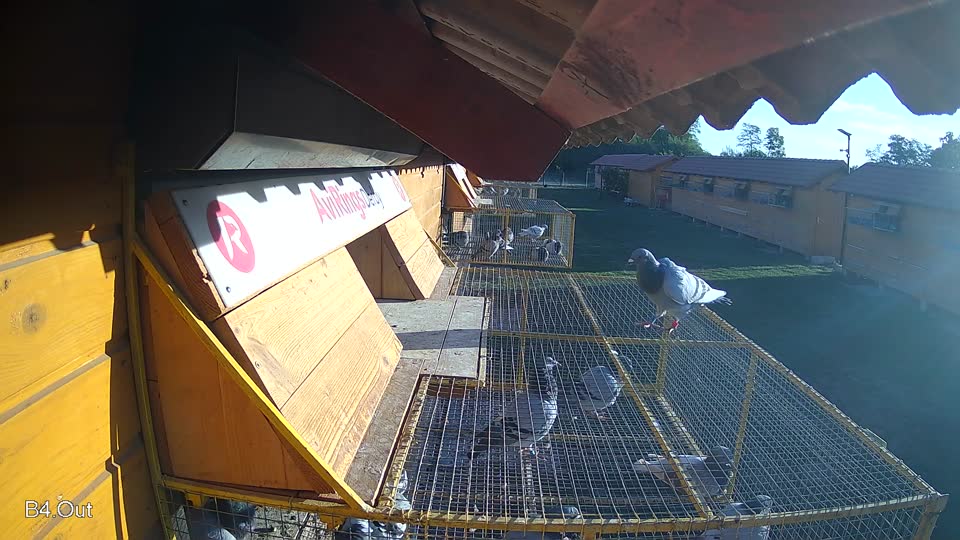 Pigeon Arrival Image For Race Final Race 1/3