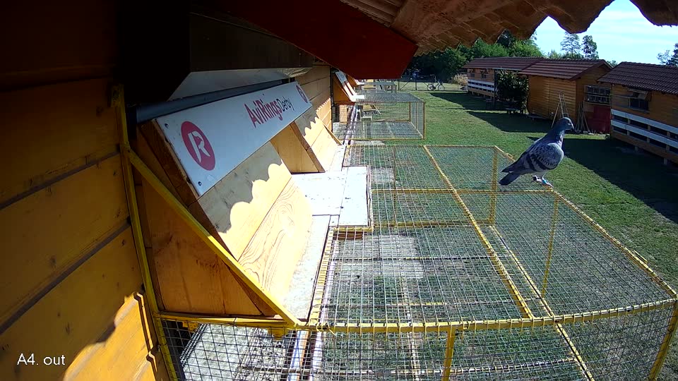 Pigeon Arrival Image For Race Race 2