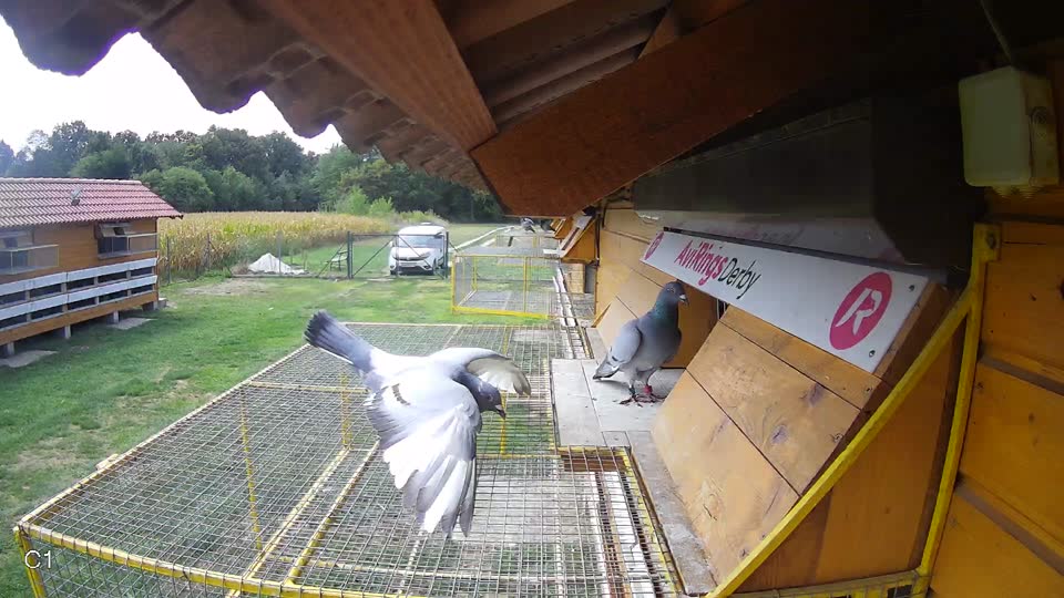 Pigeon Arrival Image For Race Race 4