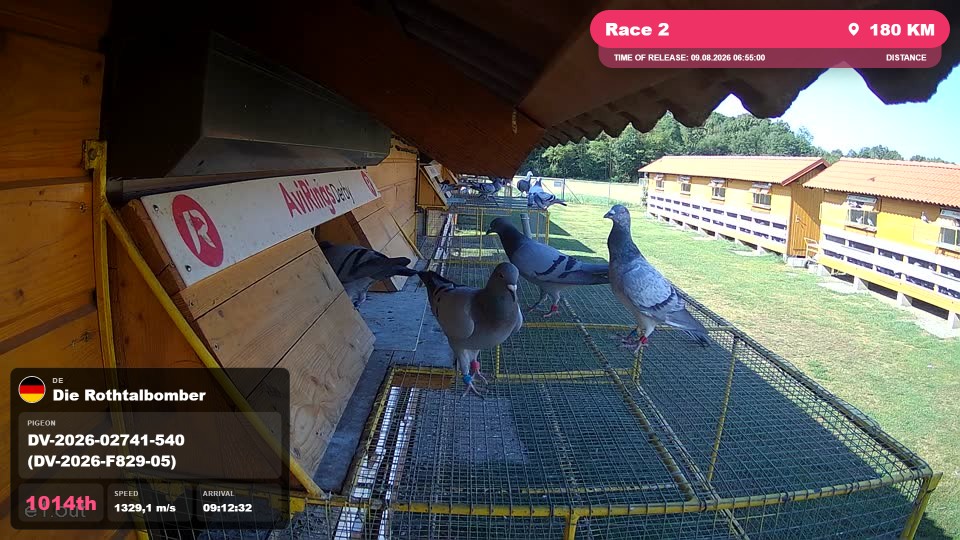 Pigeon Arrival Image For Race Race 2