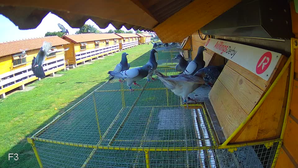 Pigeon Arrival Image For Race Race 1