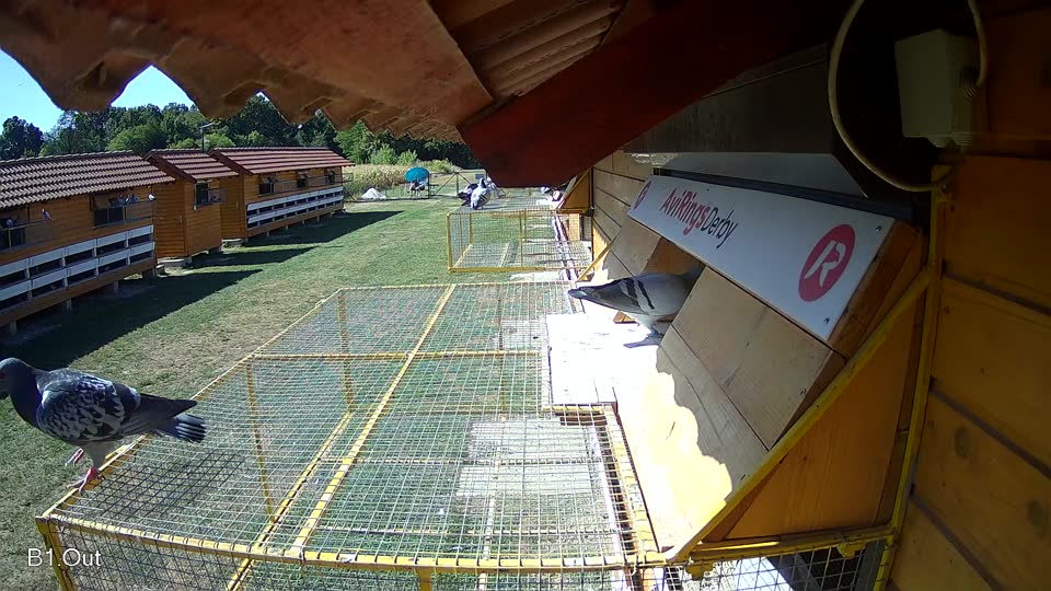Pigeon Arrival Image For Race Race 3