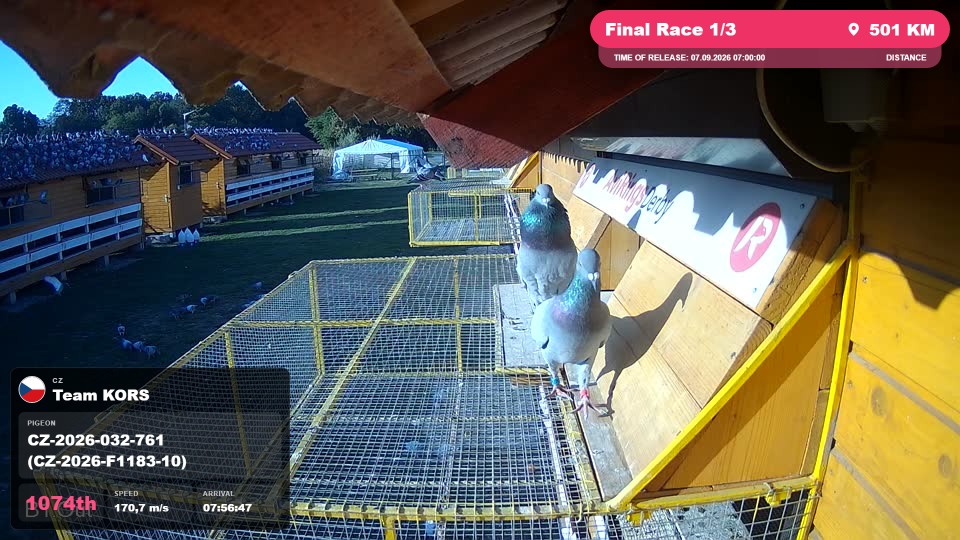 Pigeon Arrival Image For Race Final Race 1/3