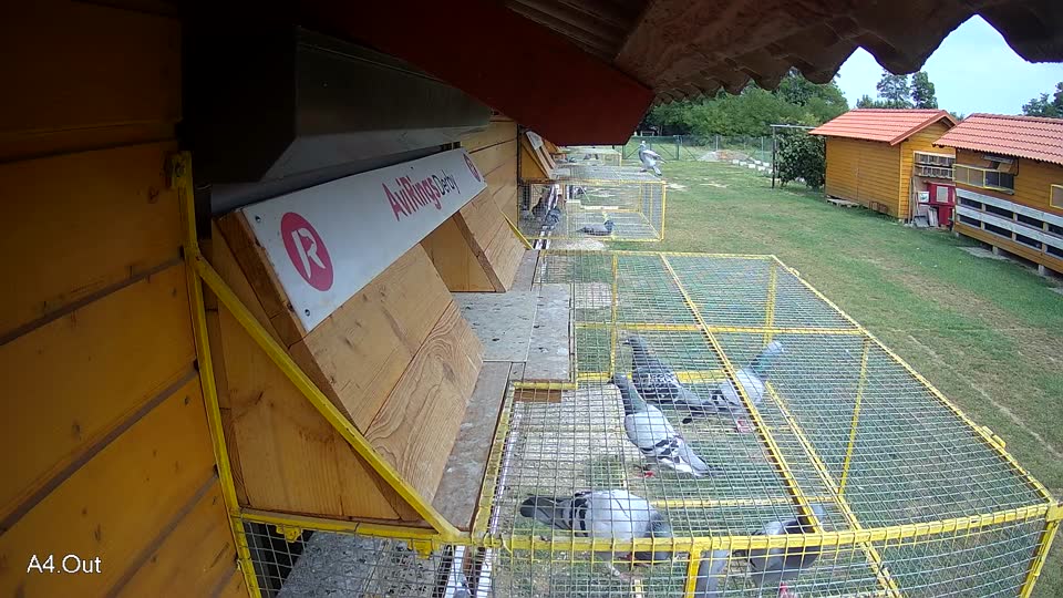 Pigeon Arrival Image For Race Race 3