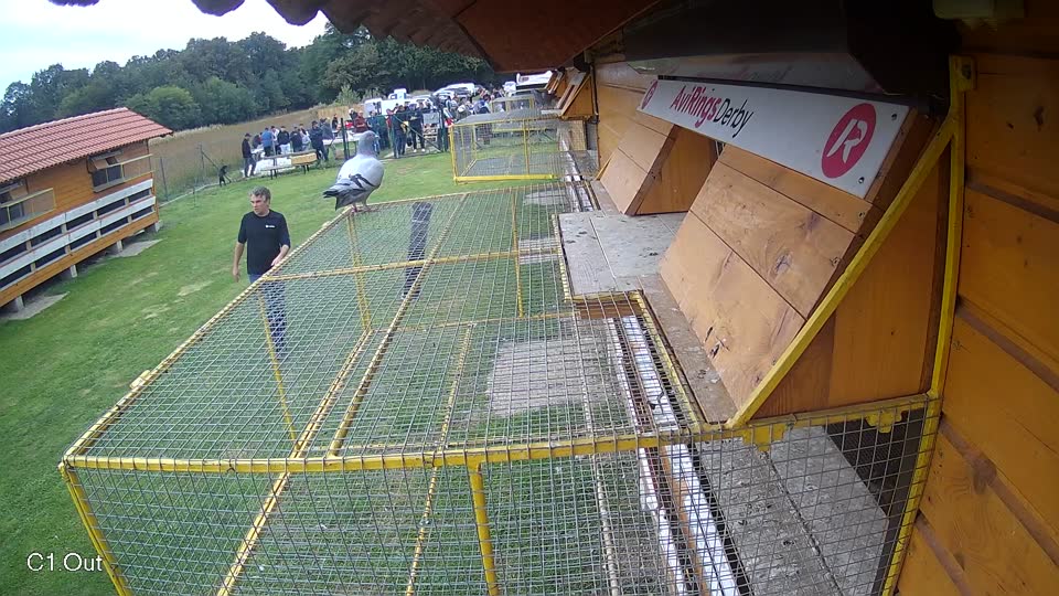 Pigeon Arrival Image For Race Final race 3