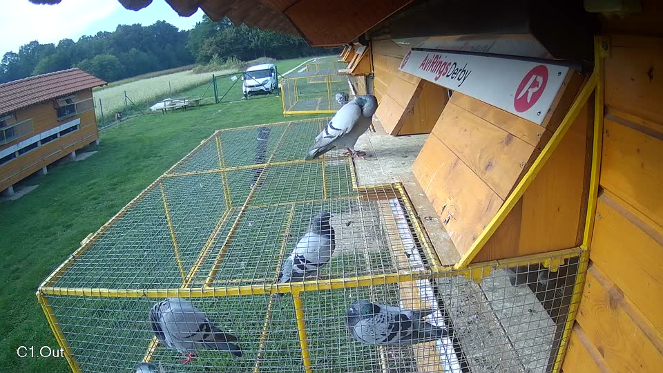 Pigeon Arrival Image For Race Final race 1