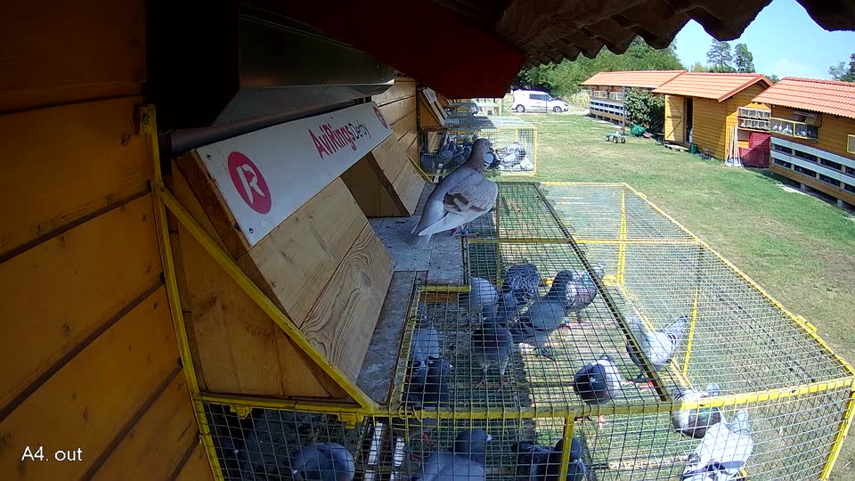 Pigeon Arrival Image For Race Race 1