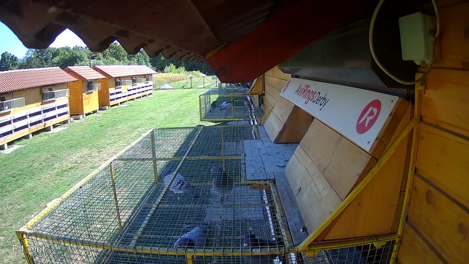 Pigeon Arrival Image For Race Race 4