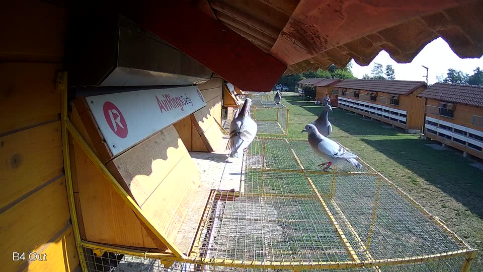 Pigeon Arrival Image For Race Race 1
