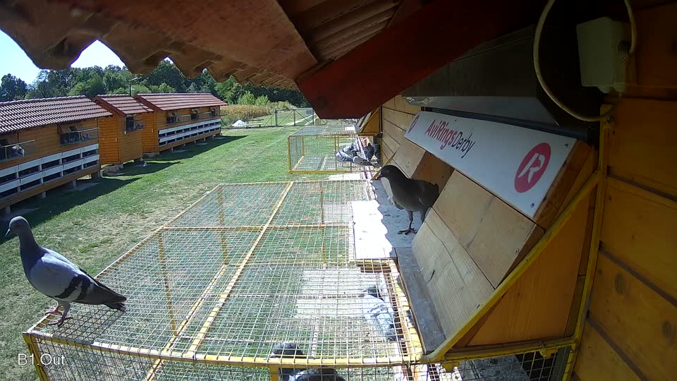 Pigeon Arrival Image For Race Race 5