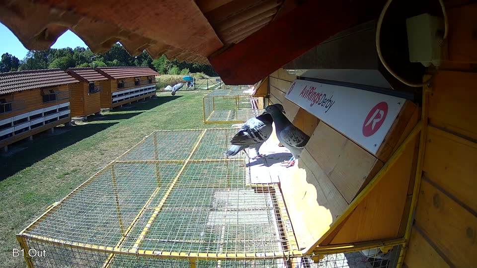 Pigeon Arrival Image For Race Race 3