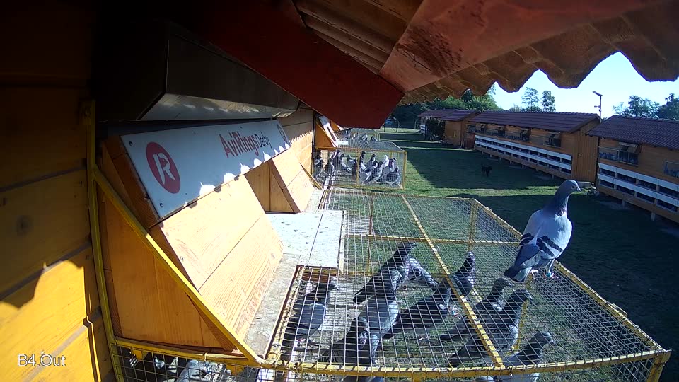 Pigeon Arrival Image For Race Race 4