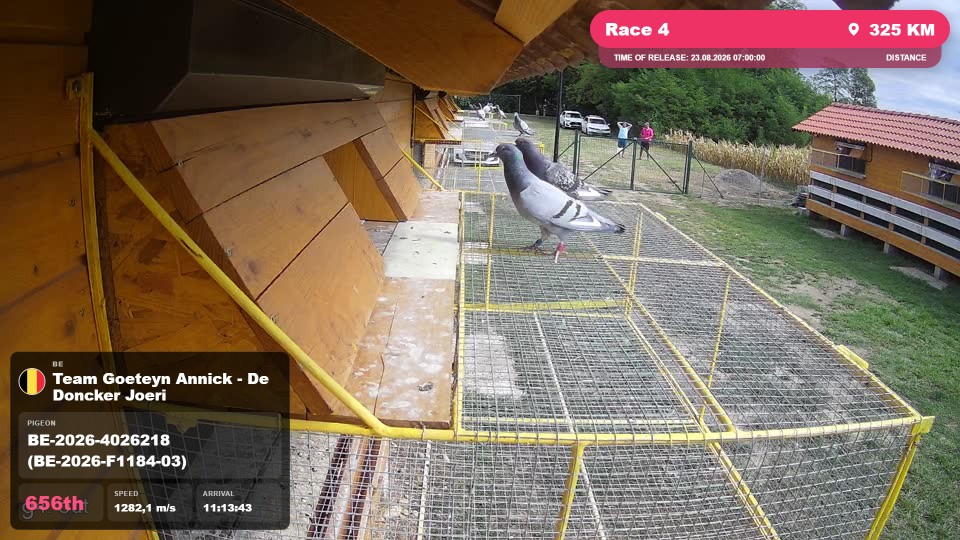 Pigeon Arrival Image For Race Race 4