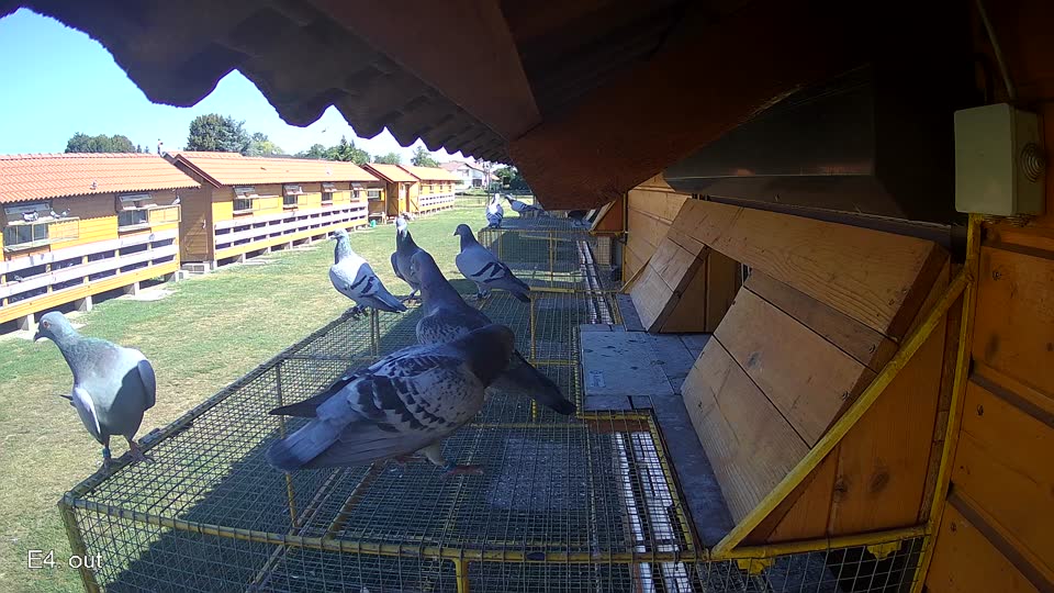 Pigeon Arrival Image For Race Race 3