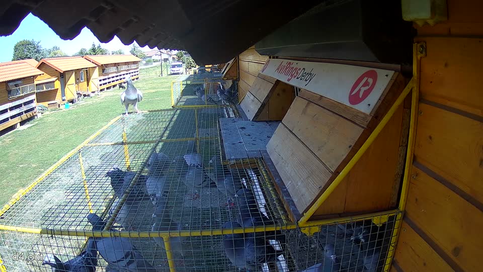 Pigeon Arrival Image For Race Final Race 1/3