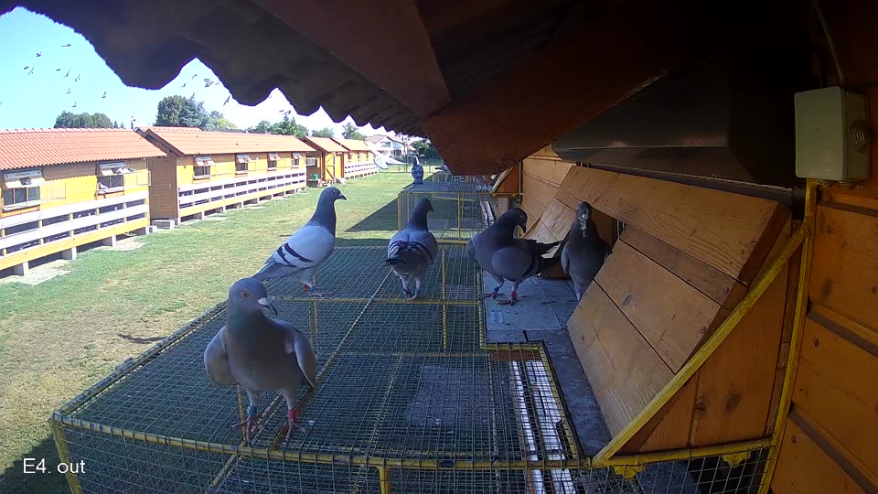 Pigeon Arrival Image For Race Race 2