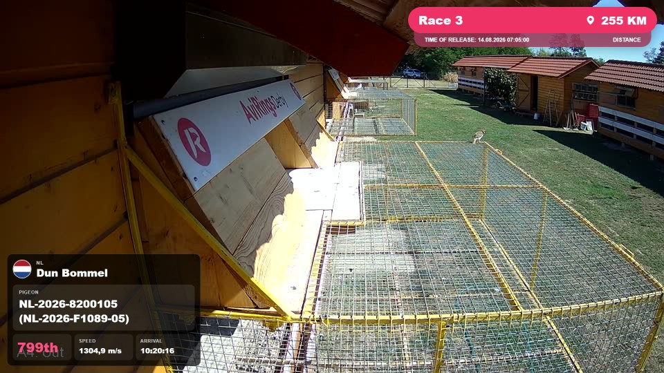 Pigeon Arrival Image For Race Race 3