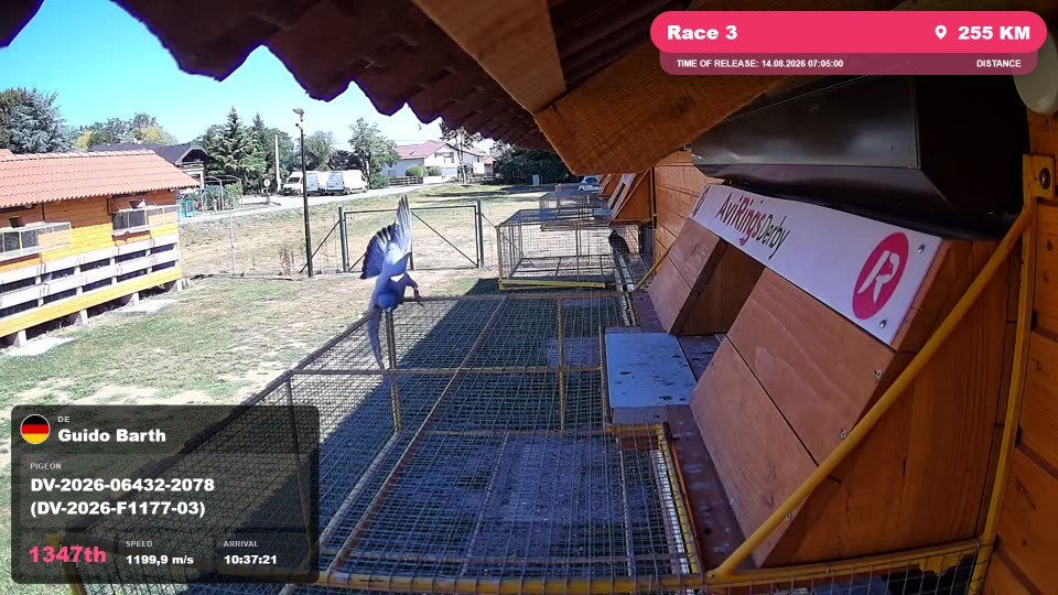 Pigeon Arrival Image For Race Race 3