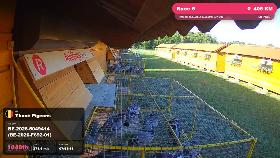 Pigeon Arrival Image For Race Race 5