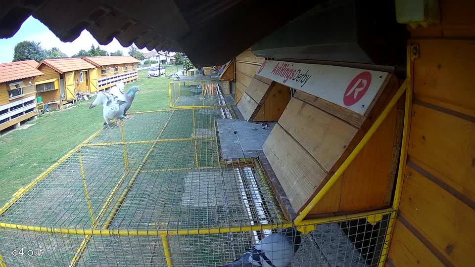 Pigeon Arrival Image For Race Race 4
