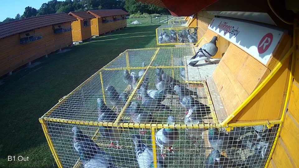 Pigeon Arrival Image For Race Race 3